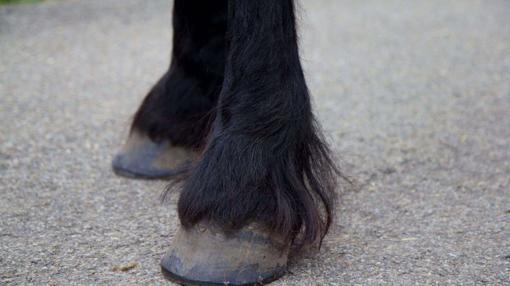 Fetlock Issues