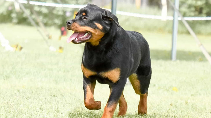 German Dog Breeds