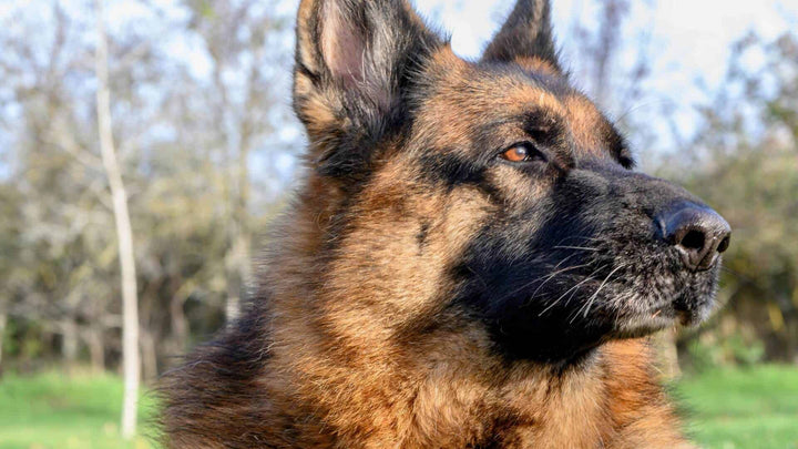 German Shepherd fur