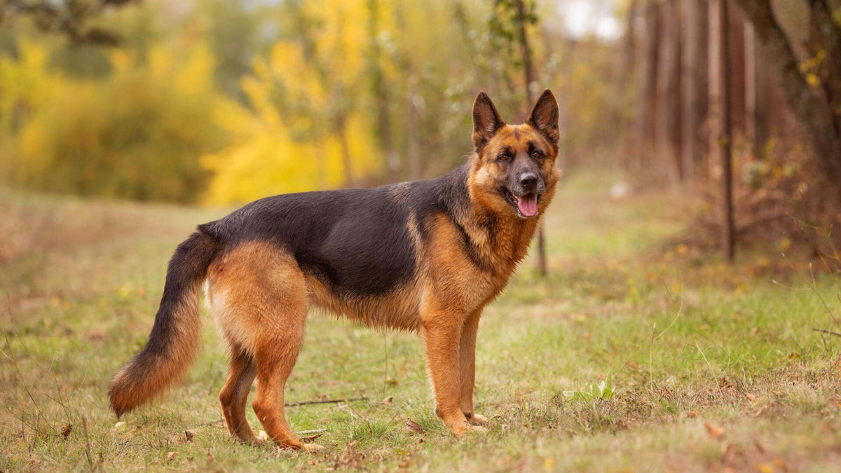 German Shepherd