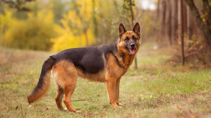 German Shepherd
