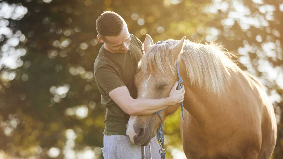 Horse Earplugs