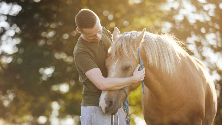 Horse Earplugs