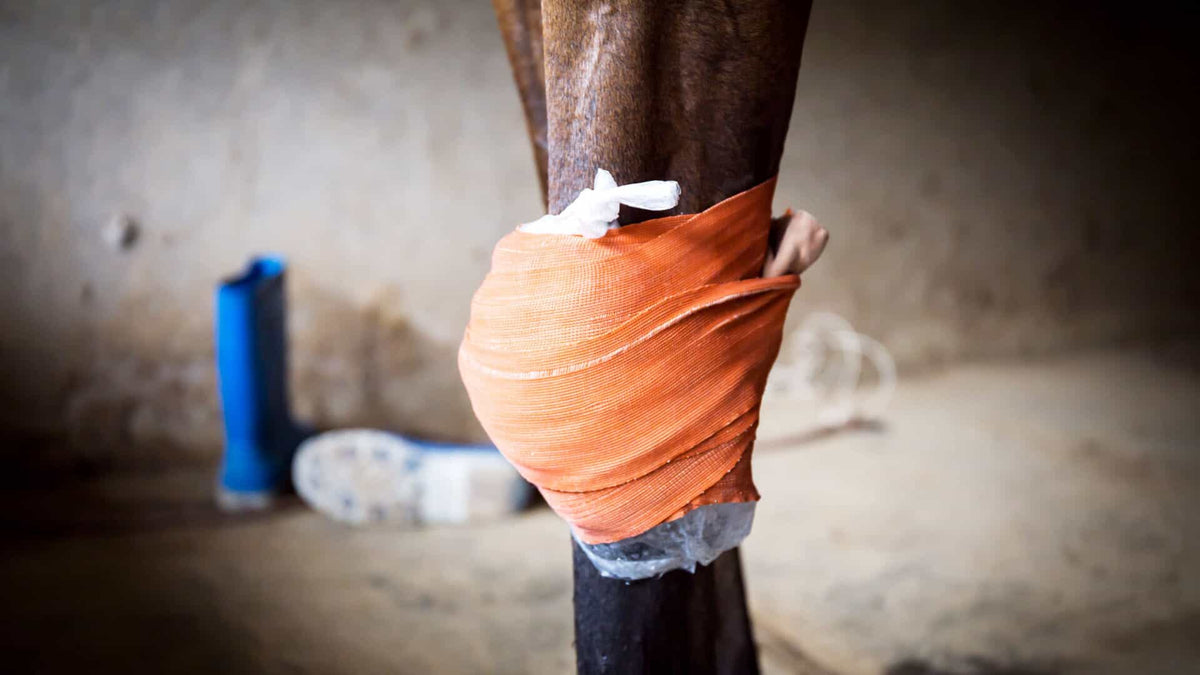 Horse Leg Injury