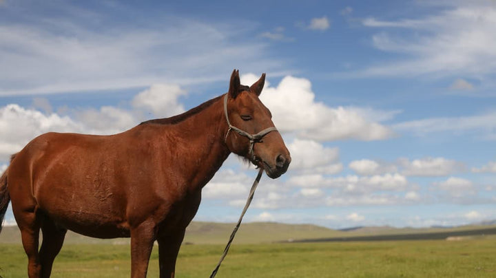 Horse tied up on grass under blue sky