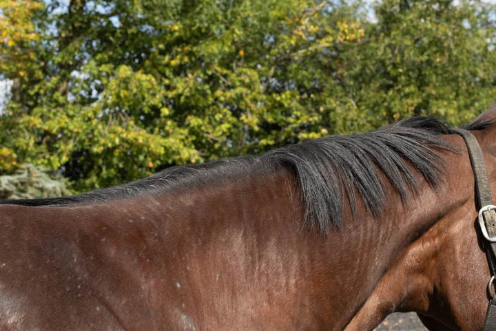 6 Common Skin Conditions in Horses