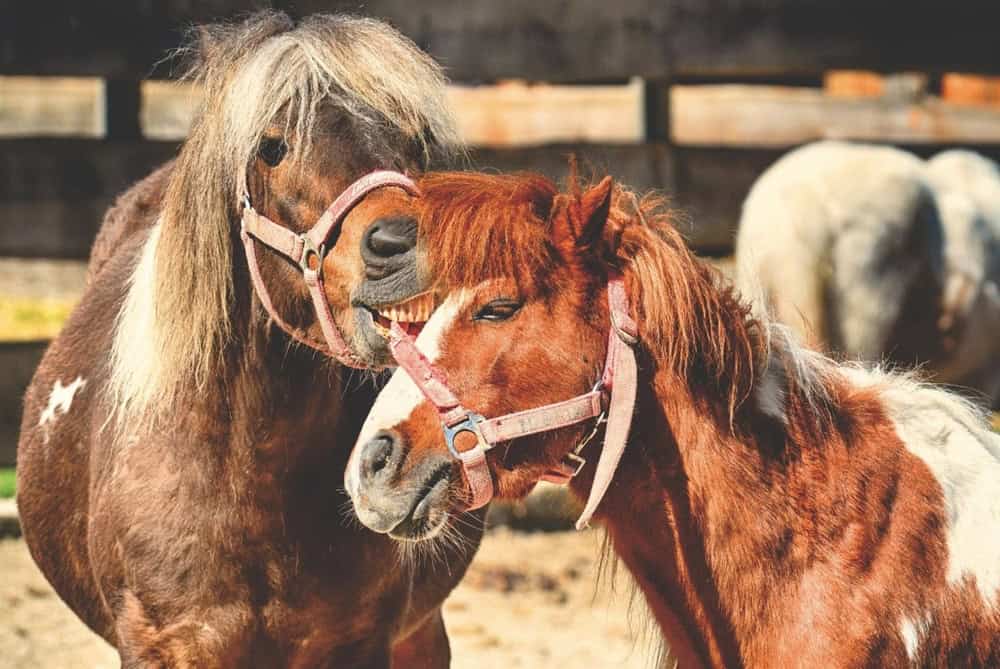 Horses with a strong bond to humans