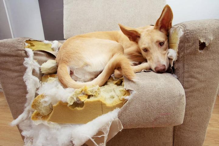 Dog sleeping on sofa