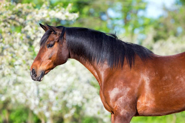 horse breed blog gladiator equine