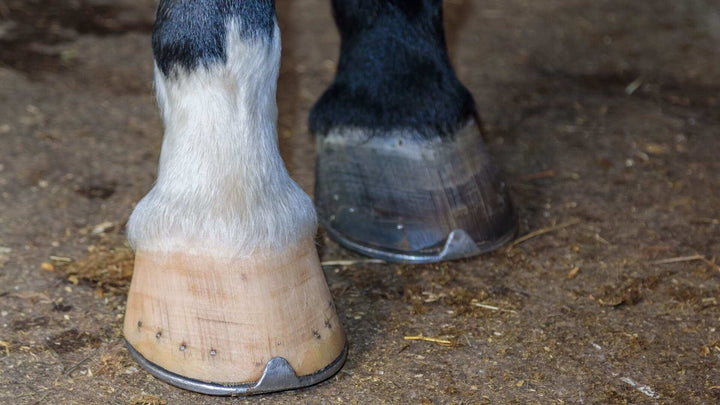 Laminitis