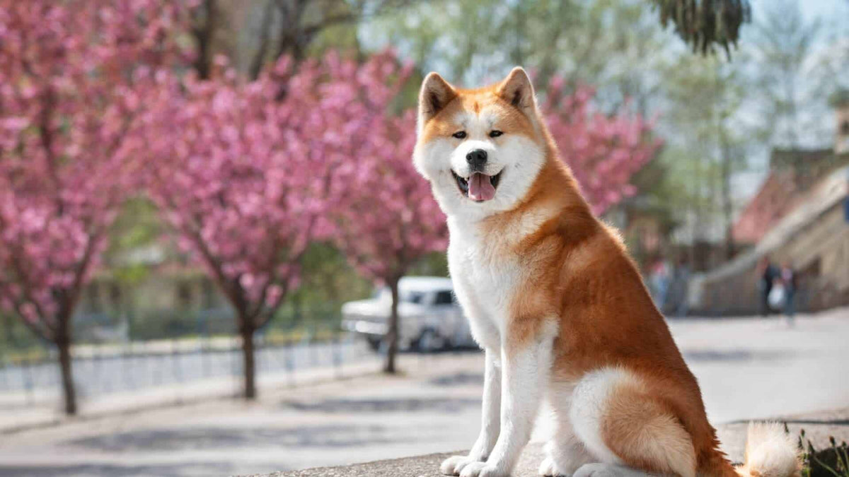 Large Asian Dog Breeds