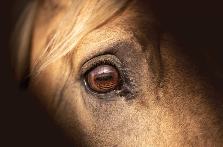 Close-up of palomino horse eye