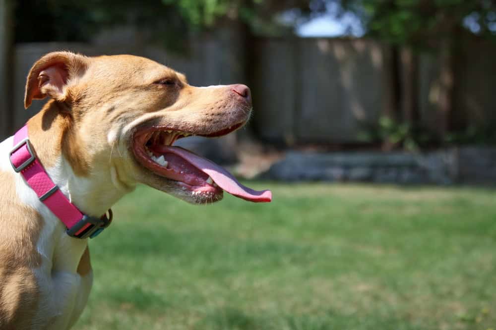 Why Dogs Pant Even When They’re Not Hot