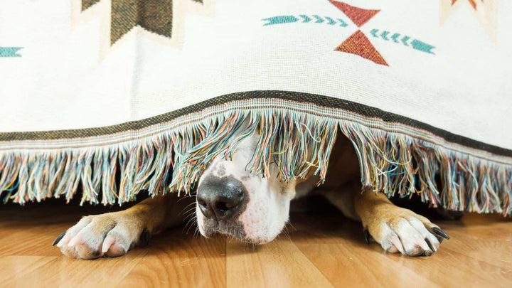 Physical Causes of Dog Anxiety