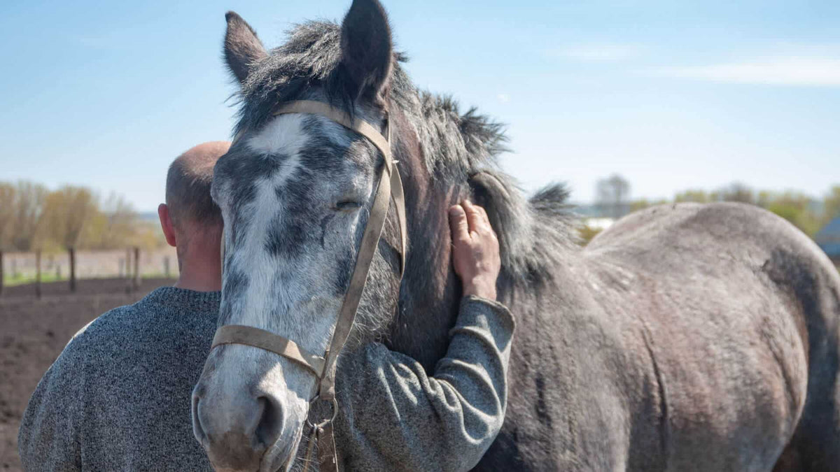 senior horse care