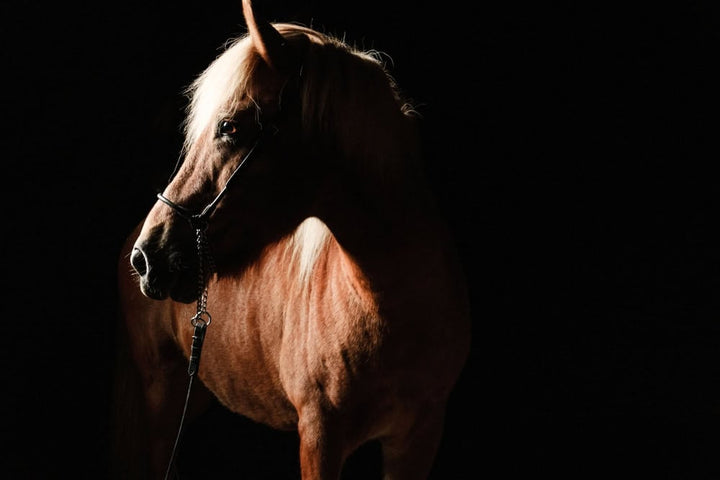Brown horse side portrait on dark background