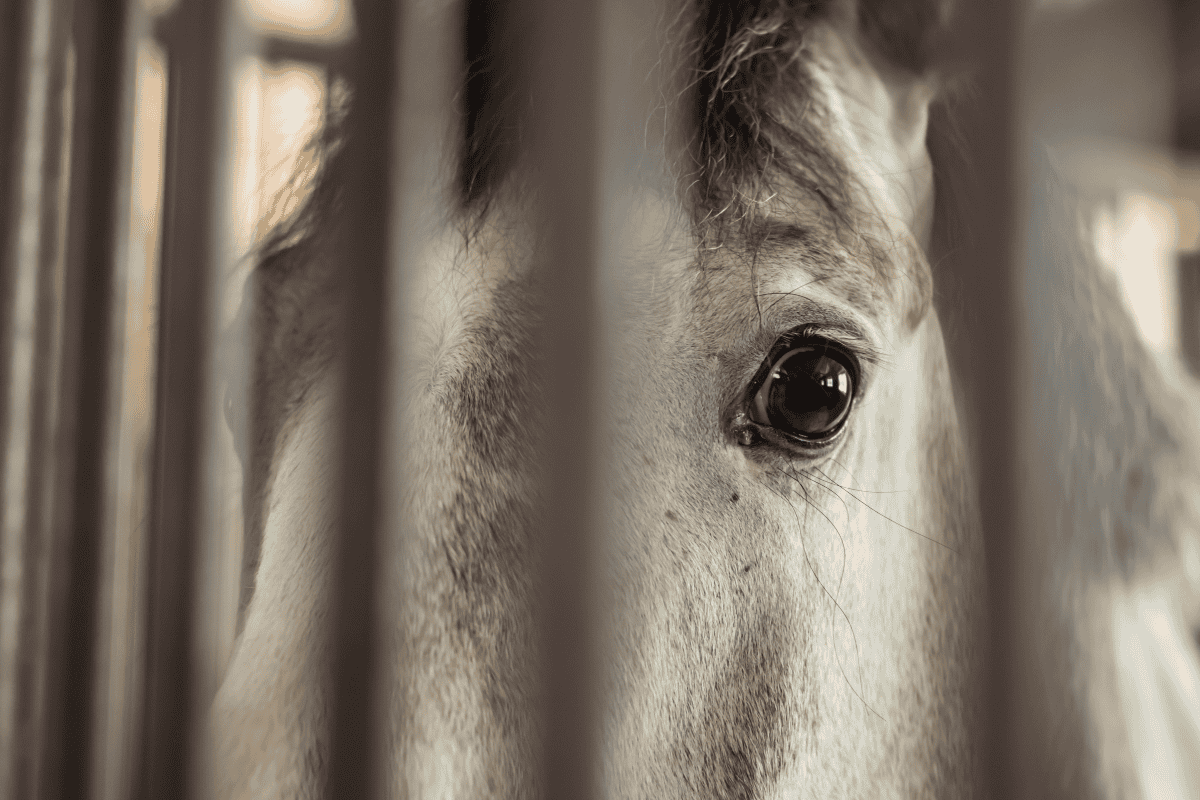 spooked horse gladiator equine