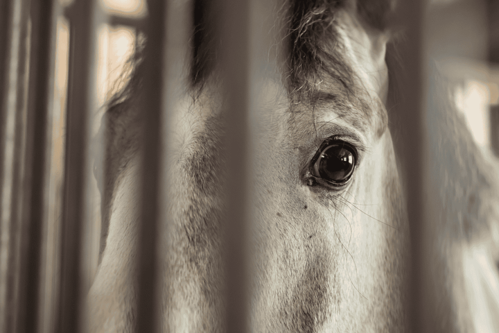 spooked horse gladiator equine