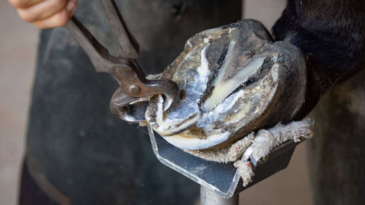 abscess boot for horses