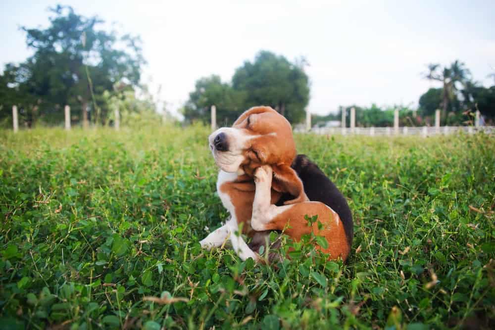 Adorable dog scratching