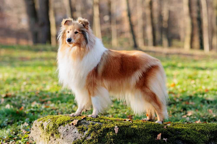 Red and white dog