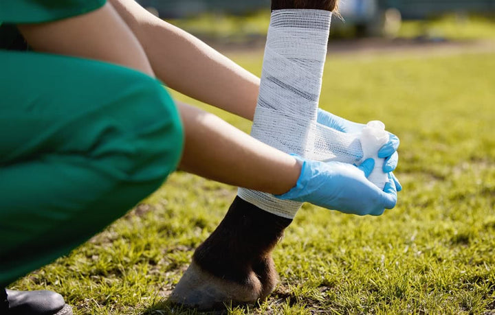 Veterinarian bandaging a horse’s leg