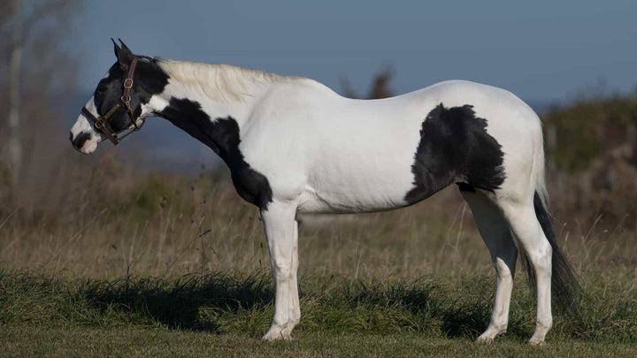 basic equine anatomy