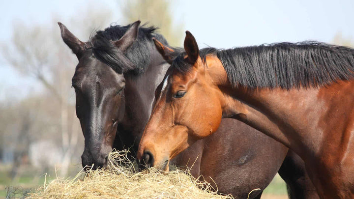 basics of horse nutrition