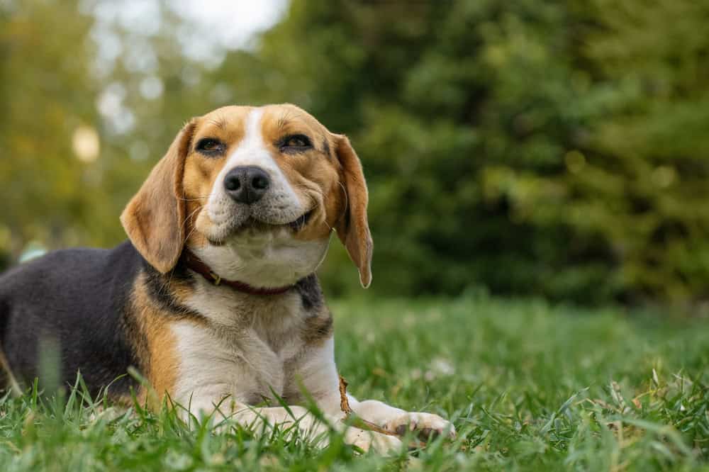 Training Beagles: Tips and Tricks for Overcoming Challenges