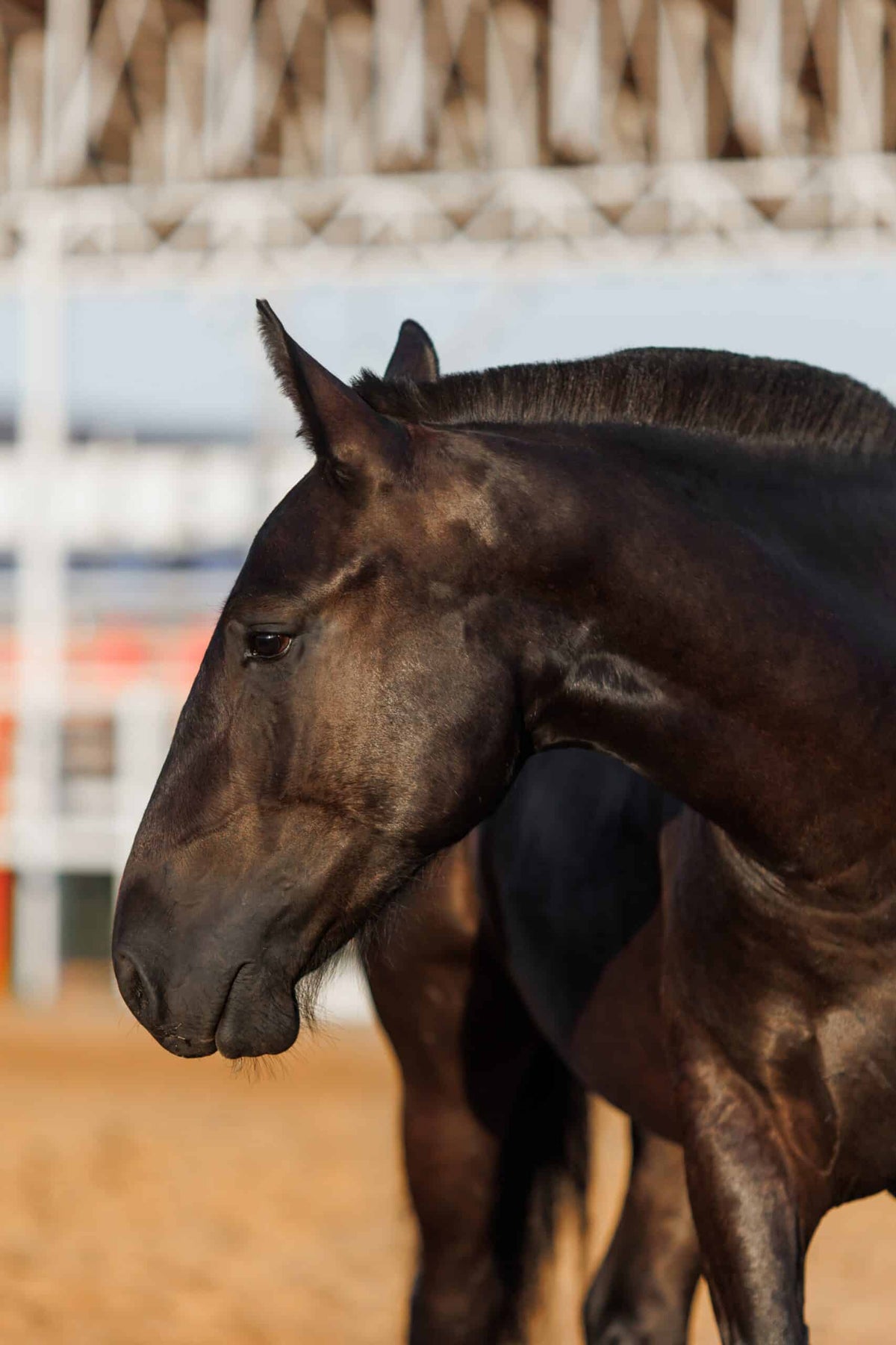 Portrait of black horse in paddock