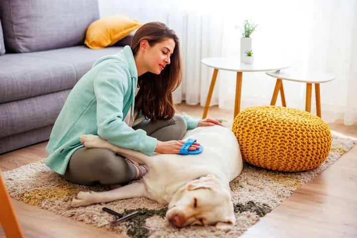Cleaning dog