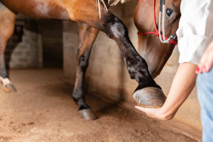 Farrier trimming horse hoof