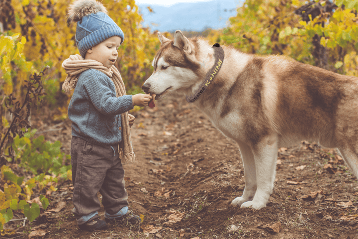 Small kid feeding dog