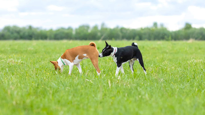 Two dogs in garden