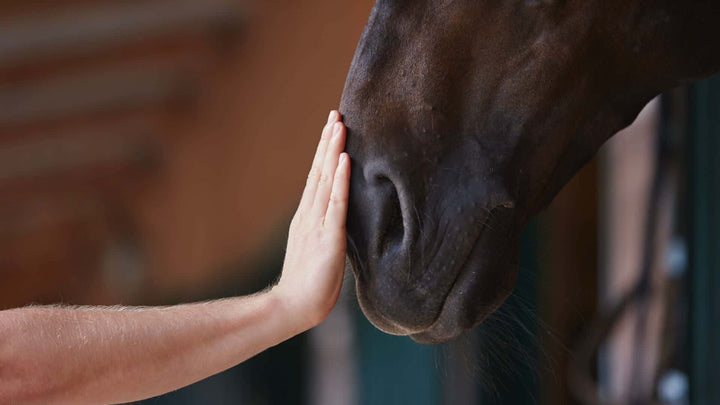 bond between horse and rider
