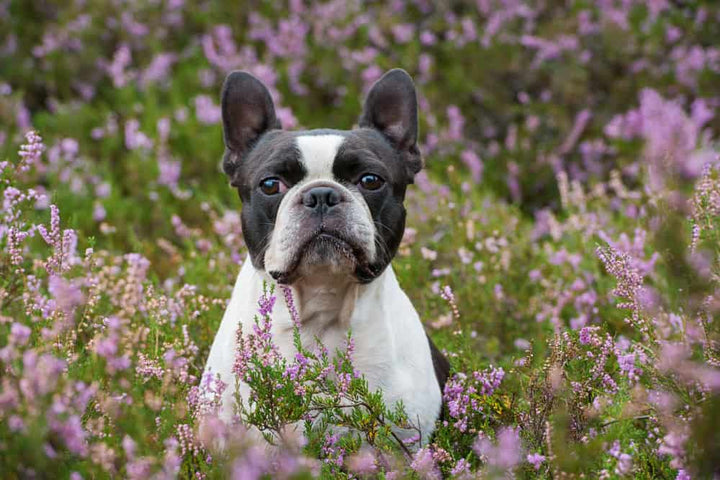 5 Care Tips for Dogs With Short Snouts