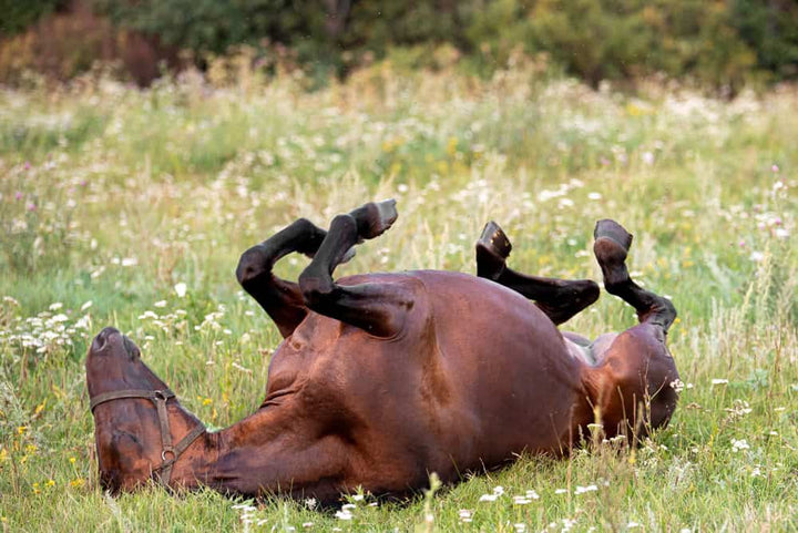 Cute horse lying on its back in grass