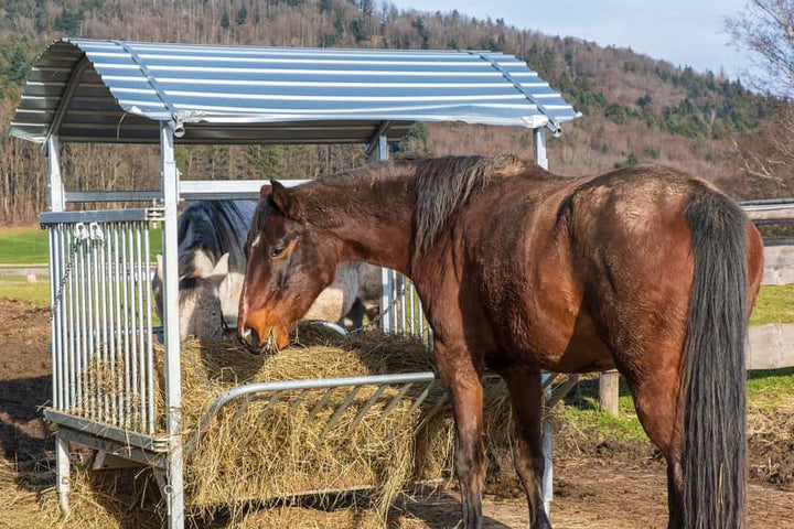 Brown horse eating hay from metal feeder