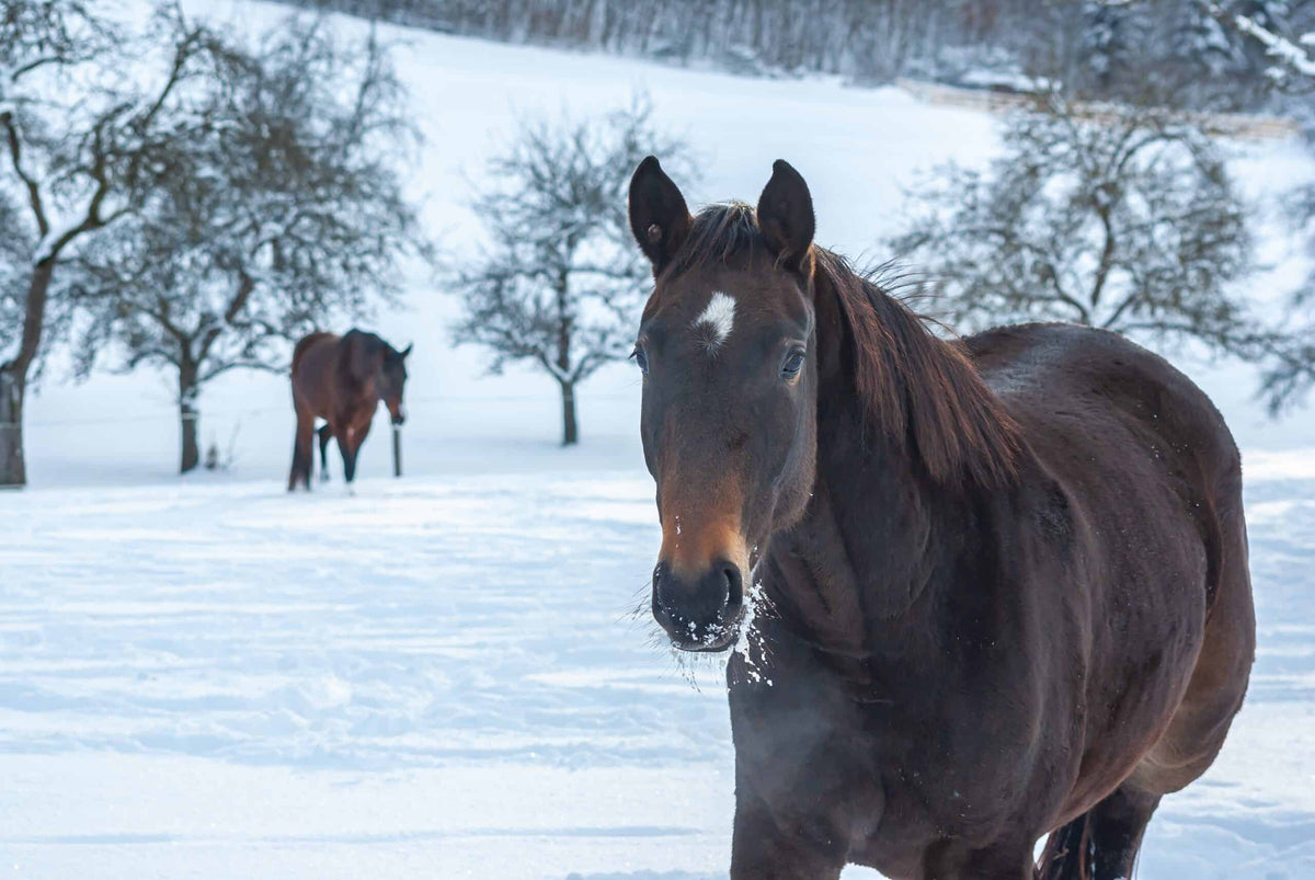 Brown horse in deep snowy paddock