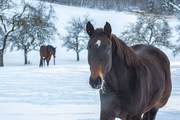 Brown horse in deep snowy paddock
