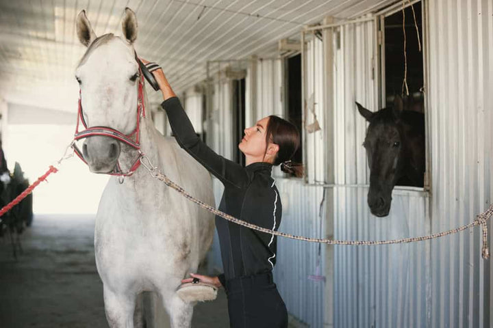 Woman brushing a horse in a stable
