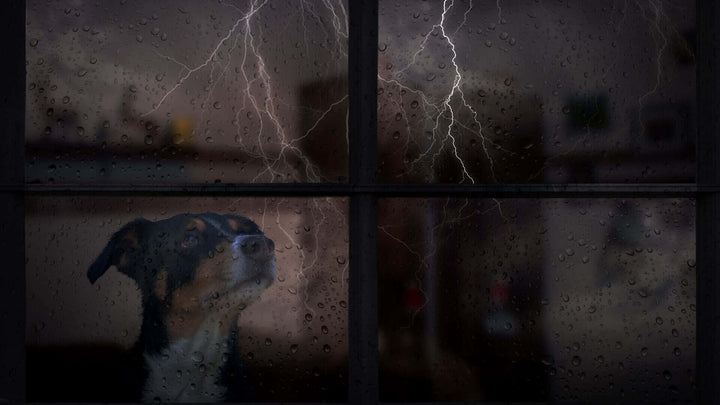 calm dog and storms