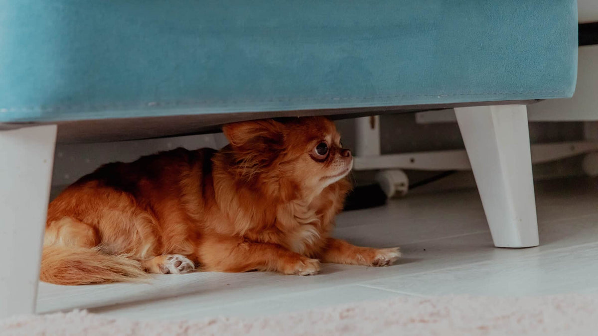 canine anxiety