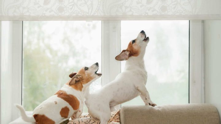 canine behavior