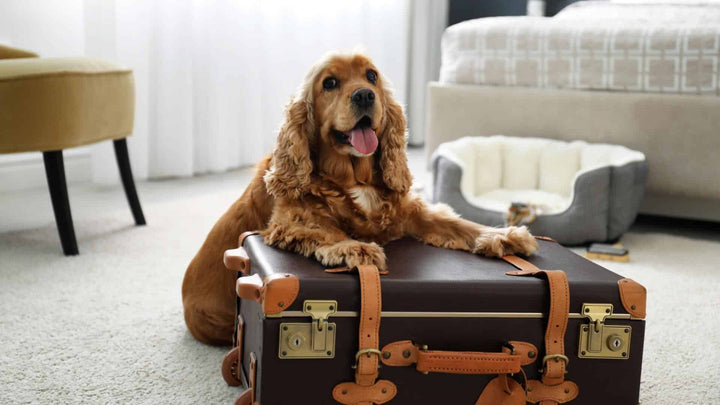 canine retreats