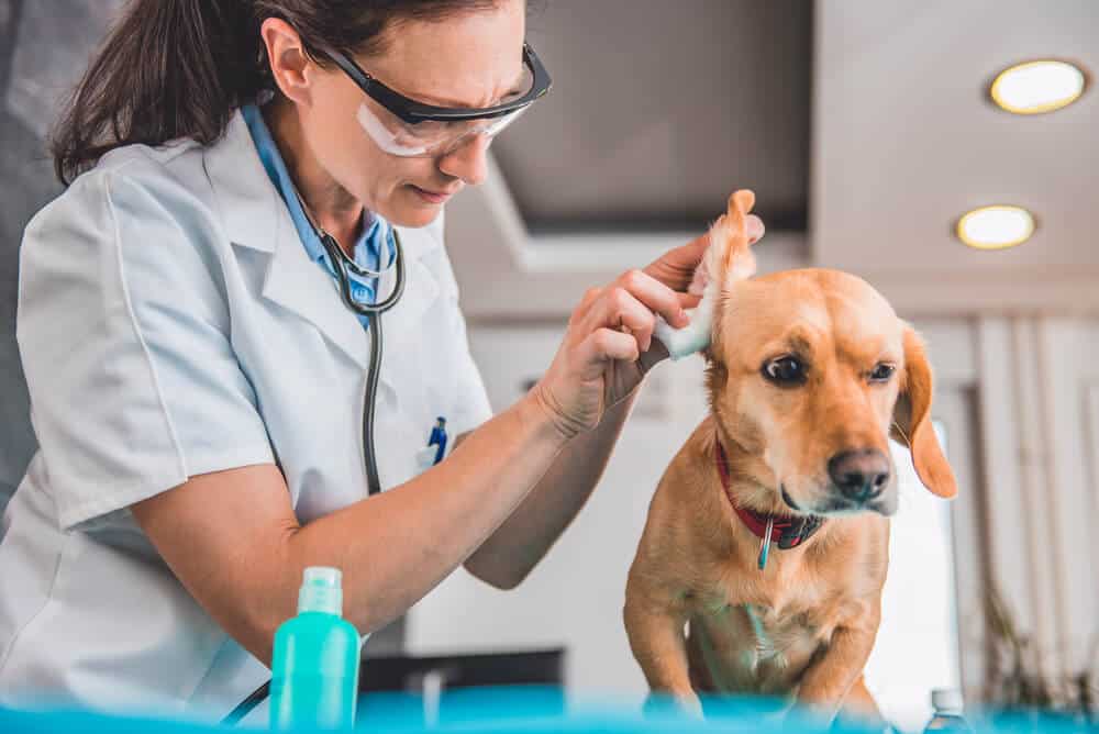 caring for ear infections