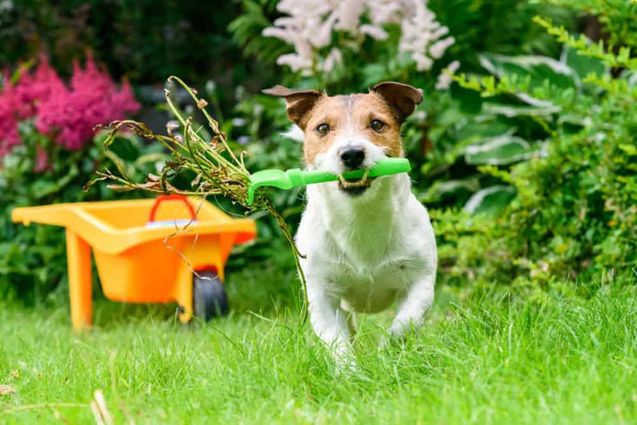 Dog running in garden