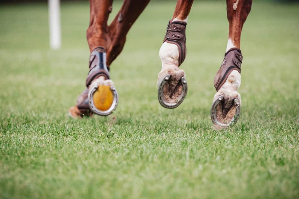 Close-up of horse hooves in arena