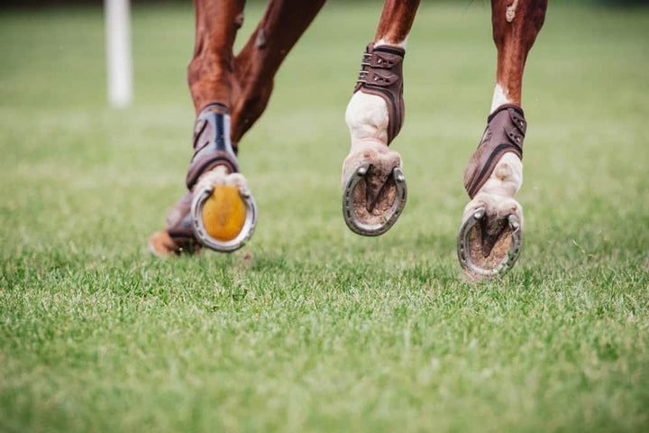 Close-up of horse hooves in arena