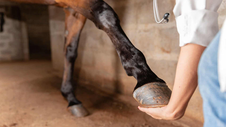 common hoof injuries